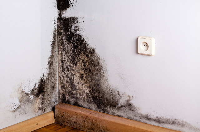 mold in a basement from sump pump
